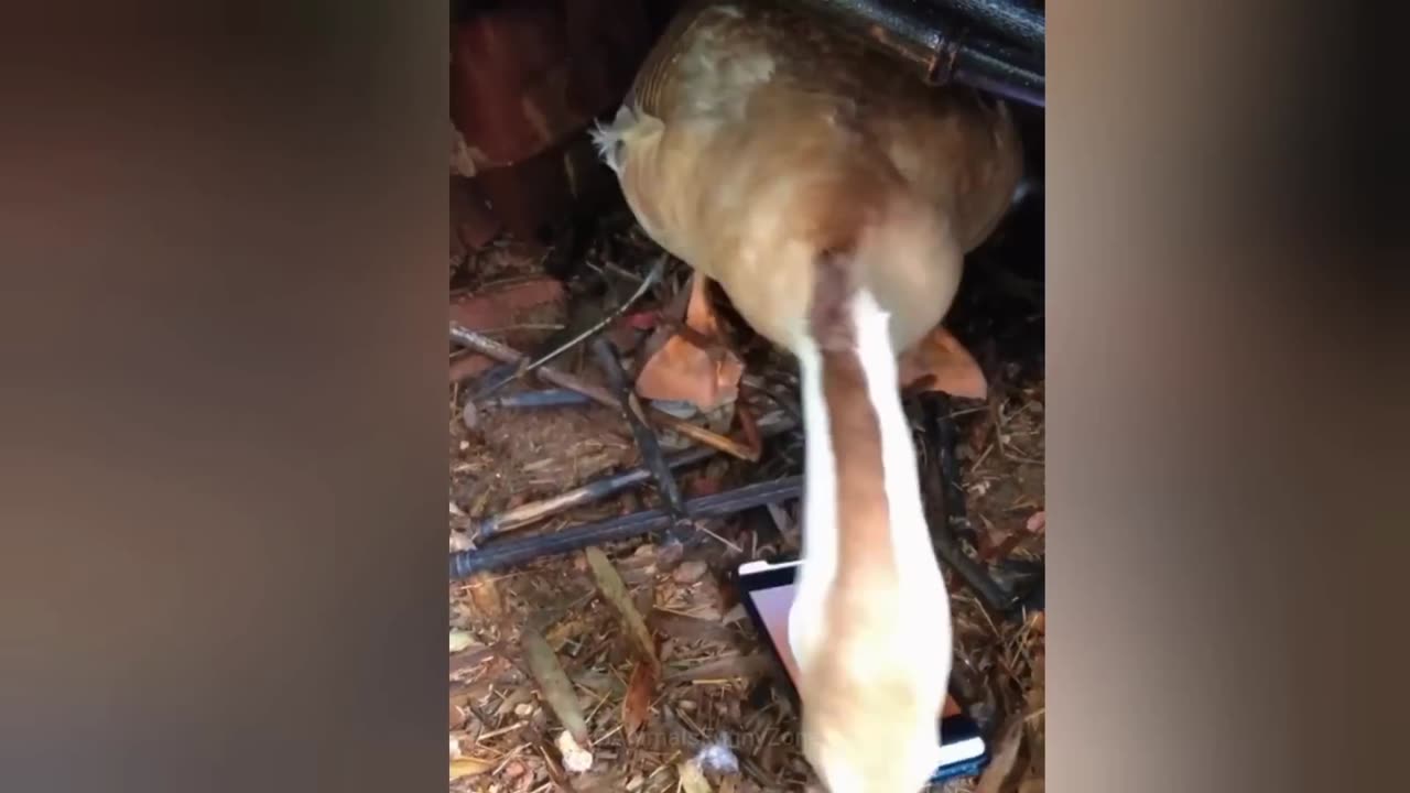Funny Animal Video Part 1