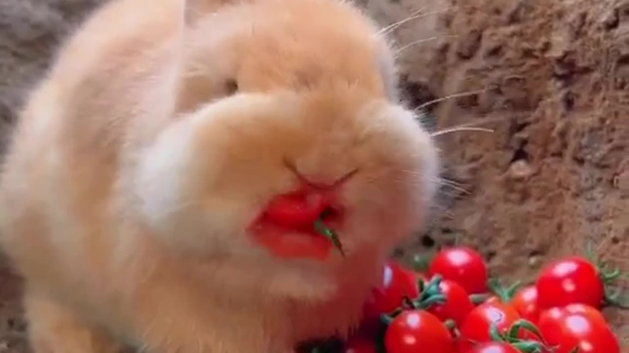 Yummy discovery animals