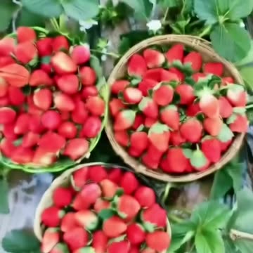 Amazing Fruits Satisfying Rarely Seen #fruit #shorts #nature