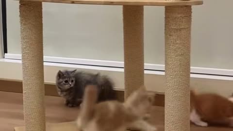 Cute kittens😍