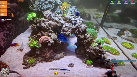 24/7 Real Live Reef Stream