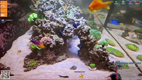 24/7 Real Live Reef Stream