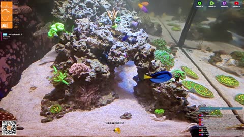 24/7 Real Live Reef Stream