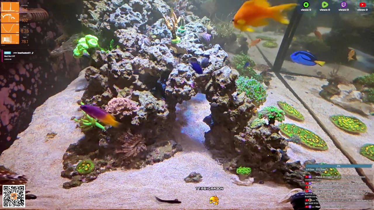 24/7 Real Live Reef Stream