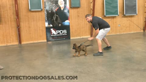 9 Week Old Puppy Protection Dog Training