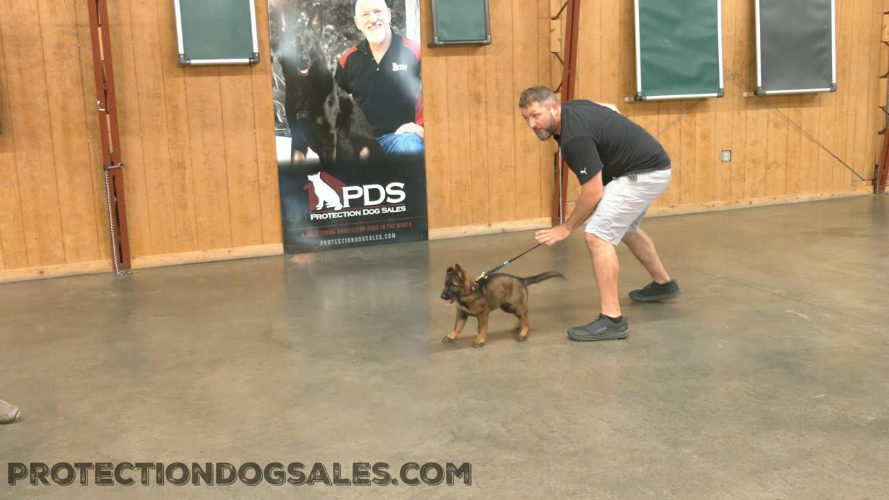 9 Week Old Puppy Protection Dog Training