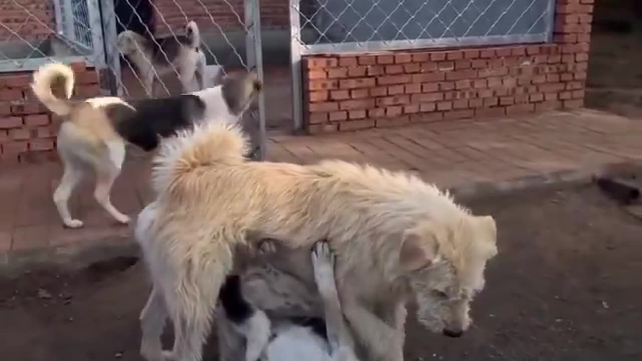When You Are The Alpha You Don't Need To Say Anything