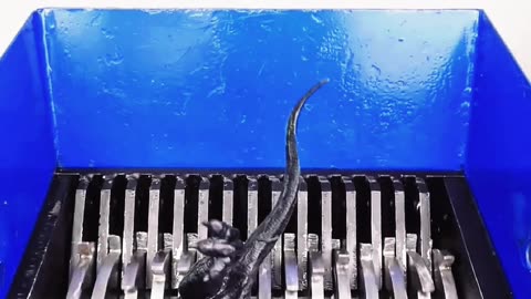 Poor T-Rex Gets Shredded