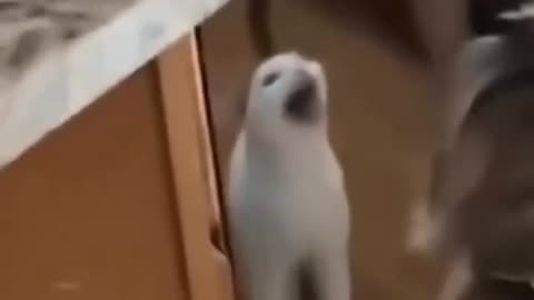 Amazing cat