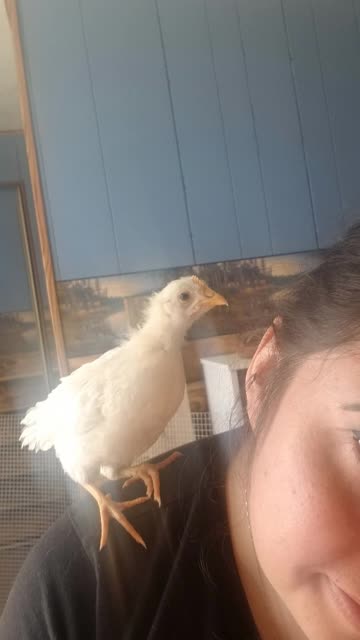Lemongrab checking out the brooder. #SparklegleamFarm #Chicken #Lemongrab #homestead #geese