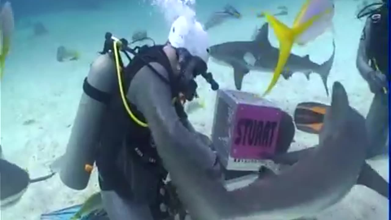 Shark Feeder Program
