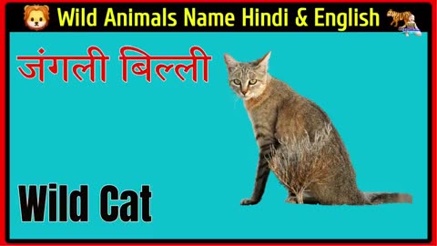Animals videos