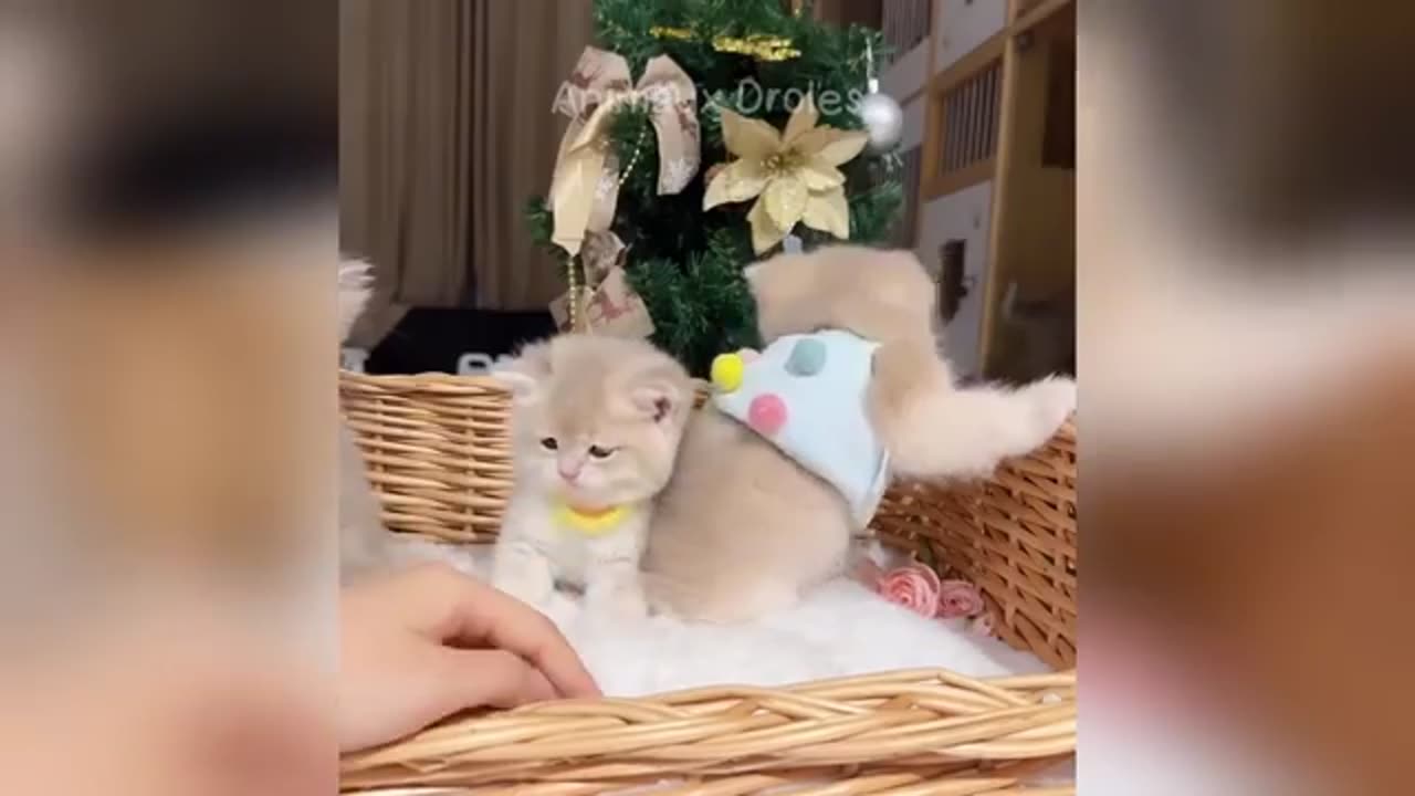 Try not to laugh