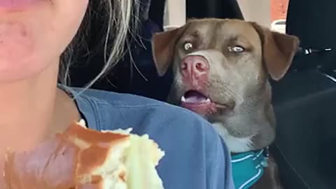 When the dog realizes you're behind its viral meme 😂