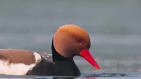 Let's feel the nature in slo-mo