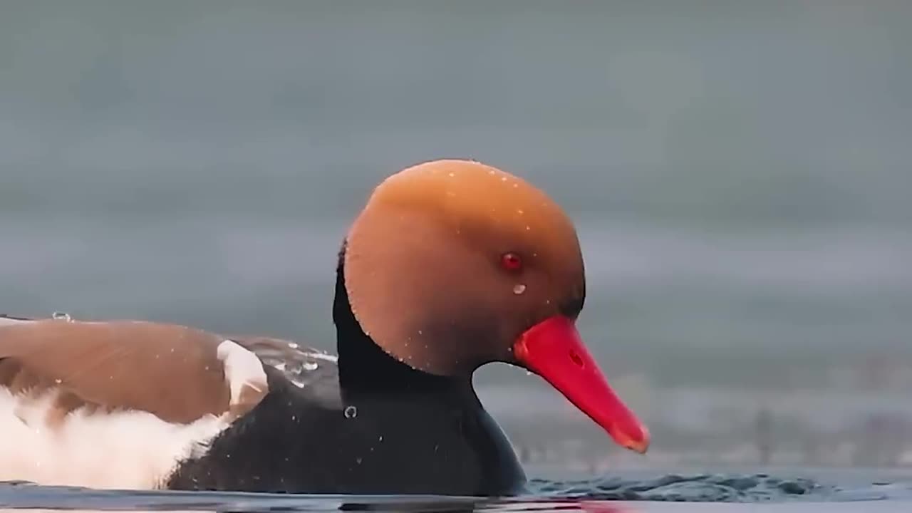 Let's feel the nature in slo-mo