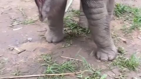Watch This Baby Elephant Explore the World for the First Time