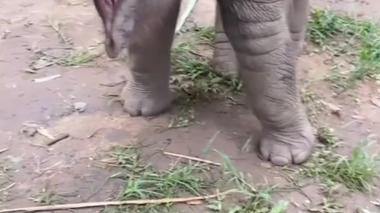 Watch This Baby Elephant Explore the World for the First Time