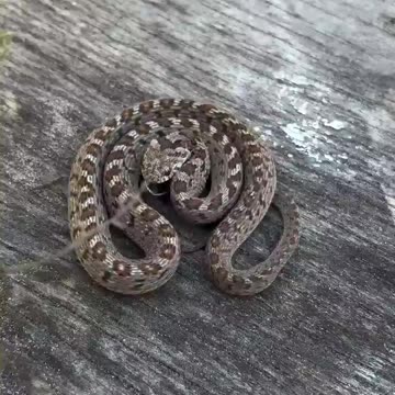 The African egg-eating snake