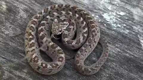 The African egg-eating snake