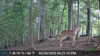 The Woods – 05/31/2025