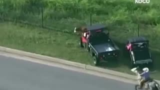 police couldn't catch a loose cow on the highway, so they had to call in a real cowboy 🤠