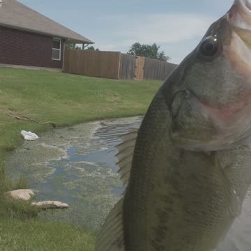 Are Bass Ignoring Your Lure? Try This Trick!