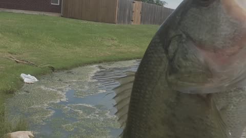 Are Bass Ignoring Your Lure? Try This Trick!