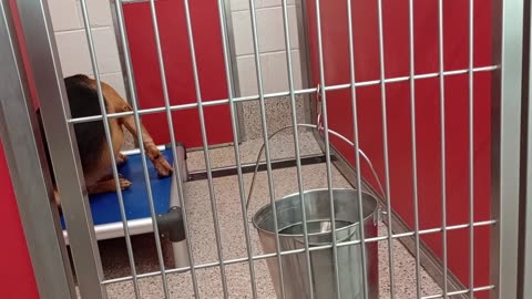 Brynn 1y A863416 kennel 12 pod 1 PACC shelter without kennelmate, he's more calm but shy20250727334