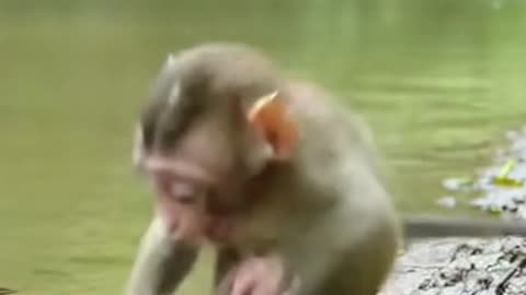 Carangueijo Morde Macaquinho Curioso. VEJA AGORA!