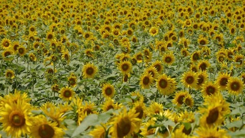 🌻 Sunflower Field Ambience | Relaxing Music for Peace, Sleep & Meditation 🌿