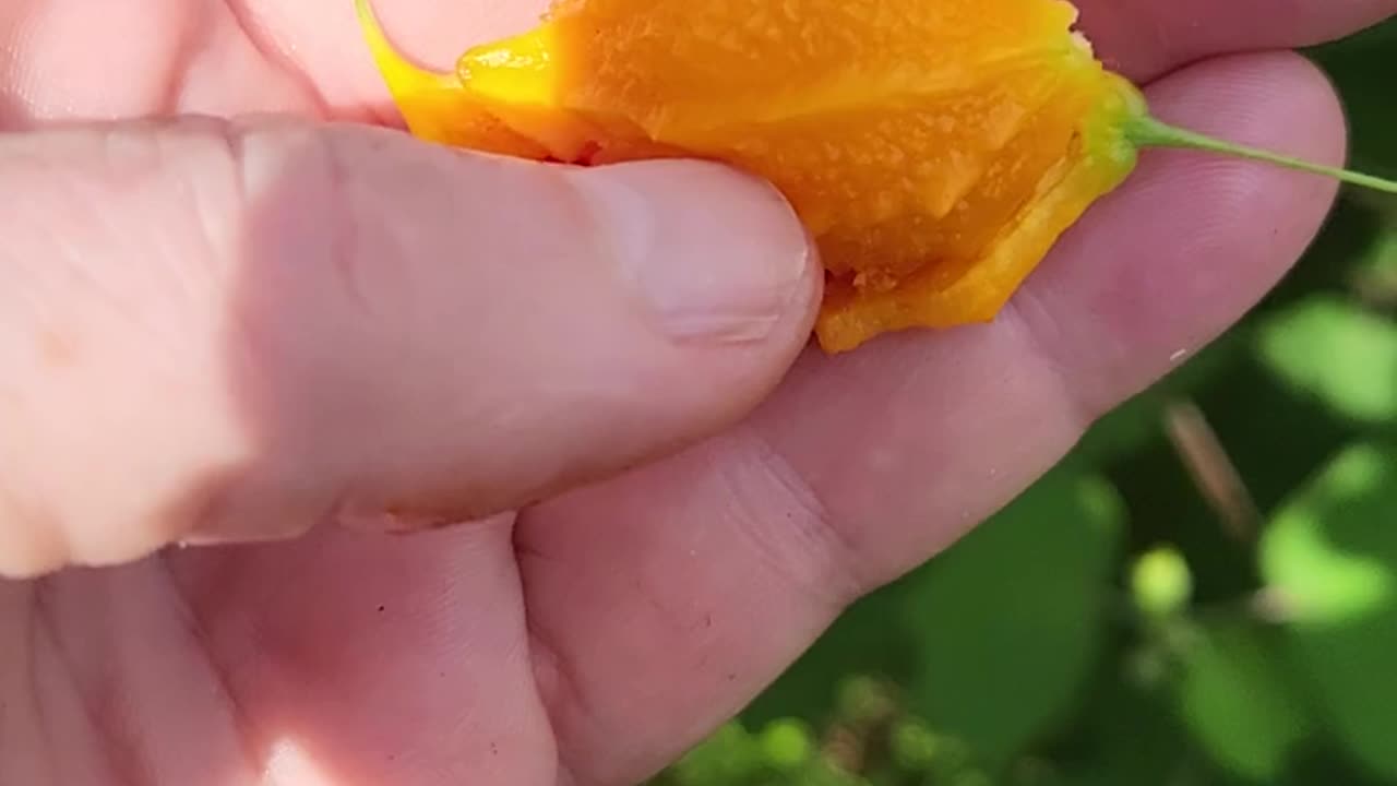 #Foraging, Cooking& Eating.