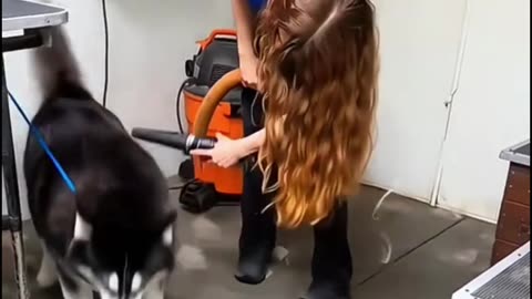 Full Dog's Comedy Videos 🤣 so cute videos 😍