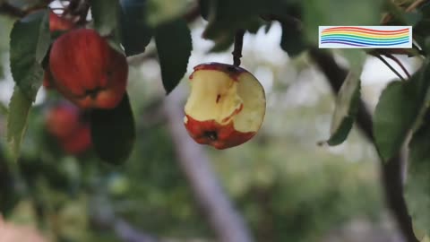 Apple Benefits Explained: Why An Apple A Day Truly Keeps the Doctor Away!
