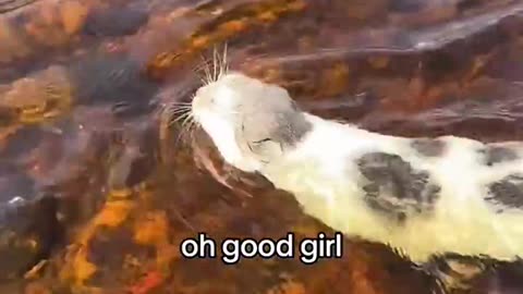 Funny Pets _ 2025😂