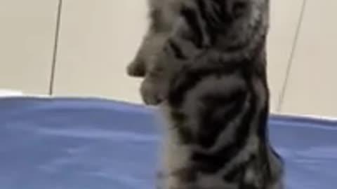 Funny and cute animals