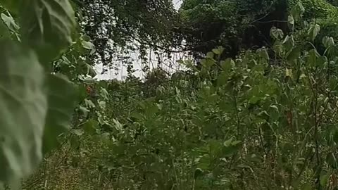 🚀🔥 Myanmar War | L-PDFs Ambush Junta Troops in Sagaing's Myinmu Township | RCF