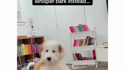 When Your Dog Learns to Whisper Instead of Bark 😂🐾#DogWhisper 🐕💬 #FunnyDogs 😂🐶#DogLife🐾#WhisperBark🤫