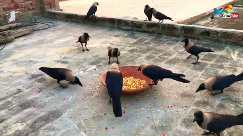Crow Calls in Different Language | Crow bird sounds to attract Crows naturly on foods