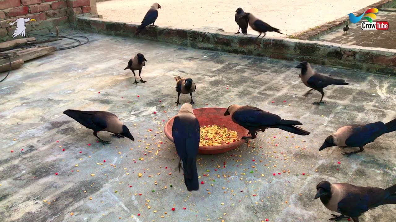 Crow Calls in Different Language | Crow bird sounds to attract Crows naturly on foods