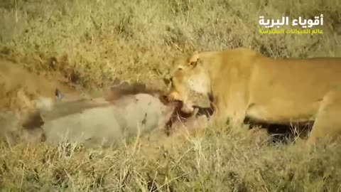animalsدنیای animals that