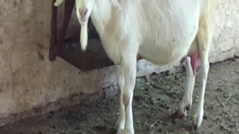 goat