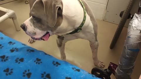 Sheldon 9y A859258 currently being fostered he's kinda busy havin more fun at TRN_20250615_113136628