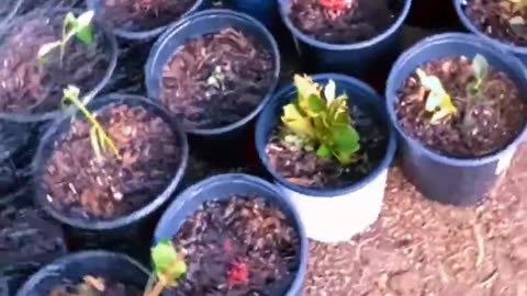 Waffles Mcgrawl - Petty Boy