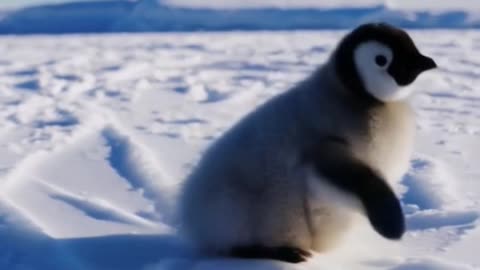 Baby Penguin Slides & Spins on Ice – Adorable Winter Fun! 🐧❄️