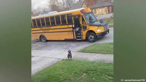 When Your Dog Can’t Contain His Excitement When You Come Home 🐶❤️ | Cutest Welcome Ever!