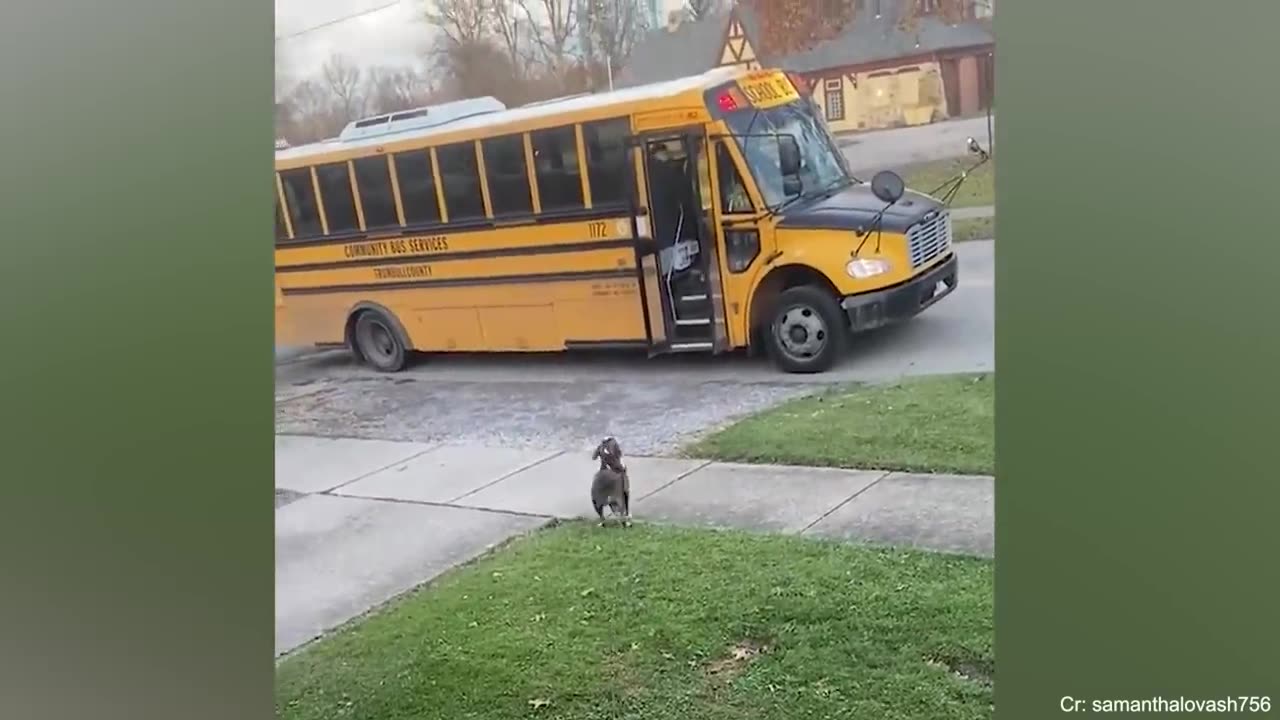 When Your Dog Can’t Contain His Excitement When You Come Home 🐶❤️ | Cutest Welcome Ever!