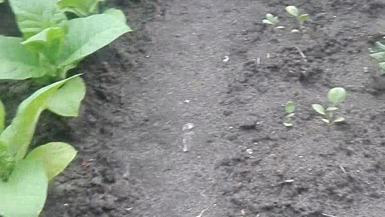 Вирджиния 15_5й