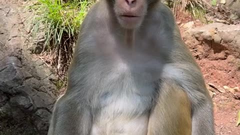 "Monkey King or Meme King? You Decide! 🤣👑"