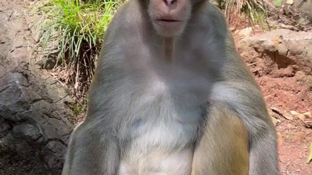 "Monkey King or Meme King? You Decide! 🤣👑"